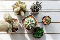 Waarom je een peyote-trip moet overwegen als je in Mexico bent