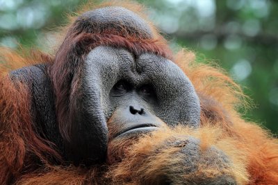 5 redenen waarom je Borneo moet bezoeken