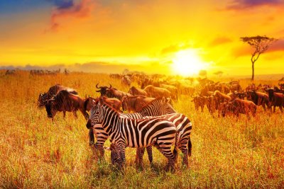Dit is waarom je absoluut een keer in Kenia op safari moet!